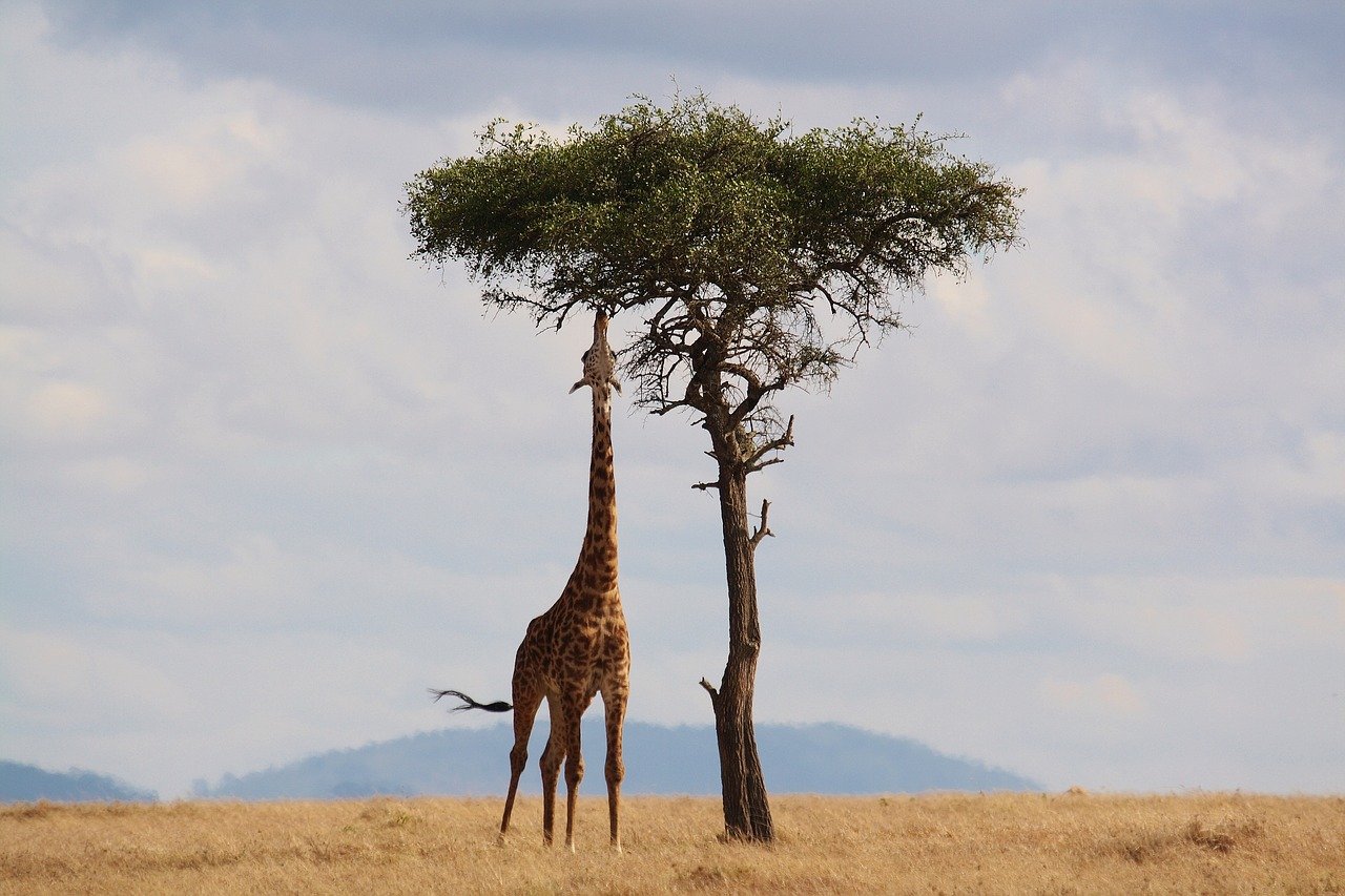 De l'autre côté de l'Afrique