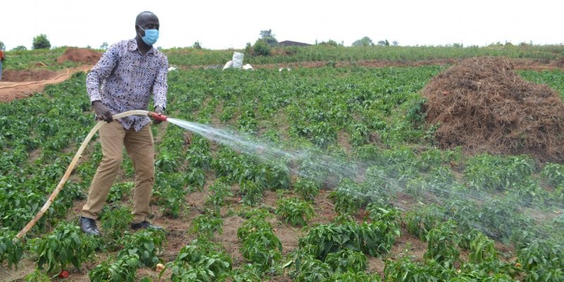 RWANDA – de nouvelles pompes solaires pour irriguer 10 hectares de plantations à Ngoma